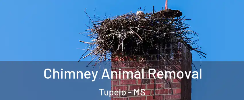 Chimney Animal Removal Tupelo - MS