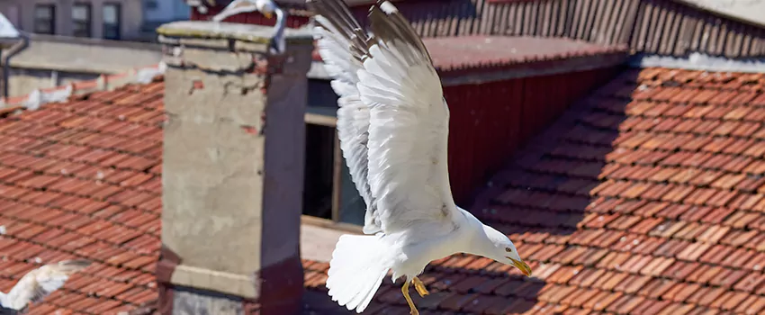 Residential Chimney Animal Removal Solution in Tupelo, MS